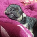 태평하개 이미지