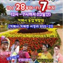 💥 공연안내💥 10/28(목)~11/7(일)까지 거제도 국화꽃축제 이미지