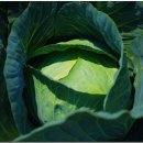 영석농장 이미지