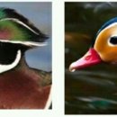 원앙파크 이미지