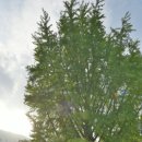 정선초등학교가수분교장 이미지