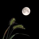 인삼농장 이미지