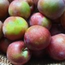 케이비농장 이미지