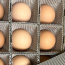 유나네 자연숲 농장 이미지