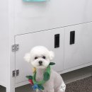 올펫살롱 이미지