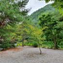 계곡과느티나무 캠핑장 이미지