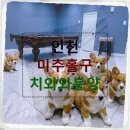 하나애견샵 | 12월의 외로움을 달래준 인천 미추홀구 치와와분양 이야기 내가 무료 분양 글을 포기한 이유