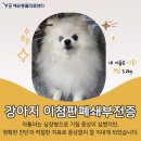 강아지 심장병 증상 기침 치료 후기, 이첨판폐쇄부전증