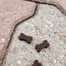 마이애펫