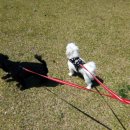 별이와콩이 이미지