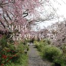 무릉도원후도인성학교 | 교토 벚꽃 막차 리스트 공개｜하라다니엔·닌나지 지금 가장 예쁜 곳 TOP7 (4/10 실시간)