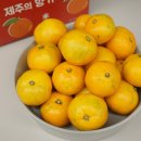 노지컴퍼니 | 극조생귤 꿀라봉 컴퍼니 당도 높은 제주노지감귤 3kg