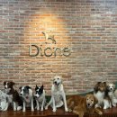 디오네 도그케어 이미지