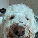 수원-0927 | 소중한 반려동물과 함께하는 금속공예 원데이클래스 : 비문 반지 원데이클래스