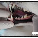 태양 동물병원 이미지