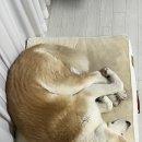 퍼피홀릭 | 대형견 방석 퍼피홀릭 내돈내산 후기 중형견 방석 추천!