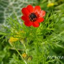 아도니스 이미지