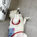 애완용품 할인마트 이미지