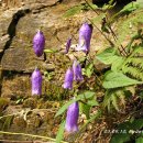 금강초롱 이미지