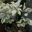 이춘식농장 이미지