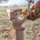 아프리카의 흔한 애완용 쥐 이미지