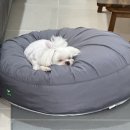 스테이몽 펜션 | 또니의 여름휴가 🍀 (대전 근교 상주 애견 동반 독채 펜션 '스테이몽')