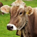 워낭소리 이미지