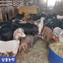 동양농장 | 홍천 흑염소 농장 어버이날 선물로 건강을 선물하는 건 어떻까요?
