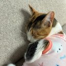 옷고르는고양이