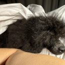 크러쉬 푸들 이미지