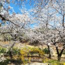 왕인박사유적지 영월관 | 벚꽃이 예쁜 영암 왕인박사 유적지 다녀온 후기. 벚꽃 터널, 개나리 만발 야간 현 상황. 사진보러...