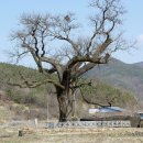 함안 영동리 회화나무 이미지