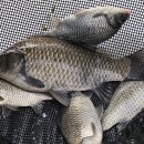 신봉 낚시터 이미지