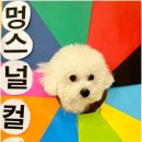 부산애견호텔 강아지 유치원 맘바이 서면본점 네이버블로그