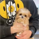 부산강아지분양 유독 이미지