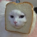 익서스