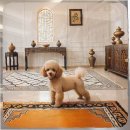 새로이동물병원 | 과천 강아지보호센터에서 만난 말티즈 입양 후 발견한 놀라운 변화