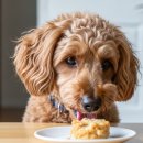 경기동물병원 이미지