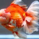 금어로2 이미지