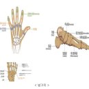 한발의 첫째발가락의 뚜렷한 장해를 남긴 때(지급률 : 8%) 이미지