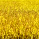 한복과사람들 이미지