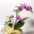 난 원예사 이미지