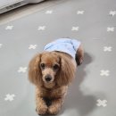 하늘애견 티스토리