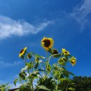 푸른다온펜션 이미지