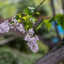 마당넓은 집 이미지