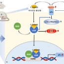 질병관리청 이미지