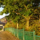 임실덕천리가침박달군락 이미지