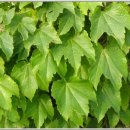 공적무한 풍경 외_학정300자선(1), 2011.11~2012.01. 이미지