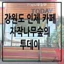 자작나무숲의투데이 | 강원도 인제 카페 자작나무숲의투데이 후기