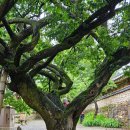 순천-48호 이미지